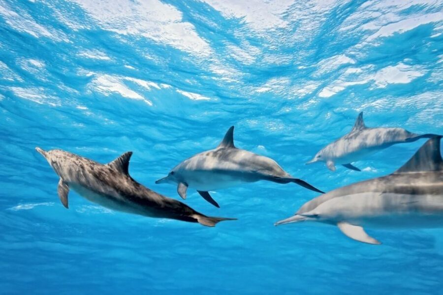 Madeira: Guaranteed Whales or Dolphins Watching Tour - Who should book this tour?