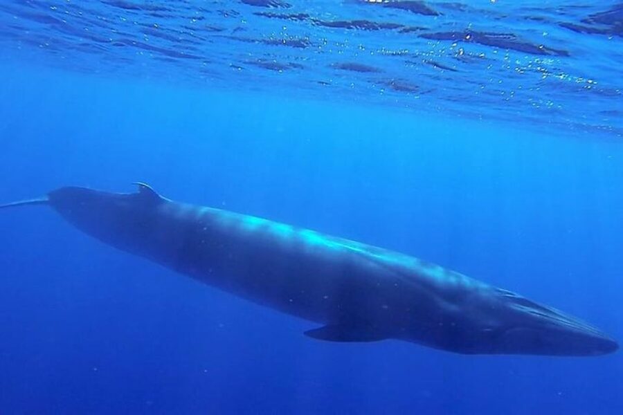 Madeira: Guaranteed Whales or Dolphins Watching Tour - The final call