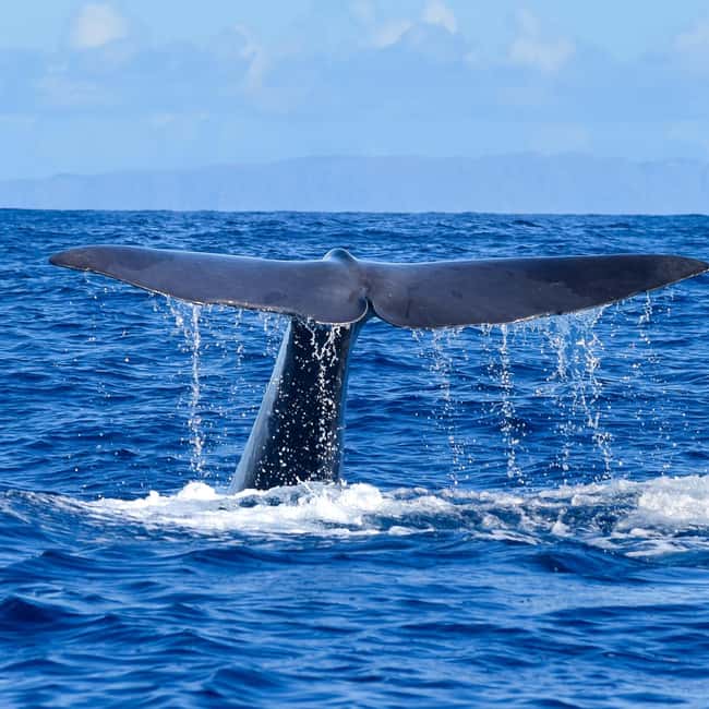 Madeira: Guaranteed Whales or Dolphins Watching Tour - Two hours on the water
