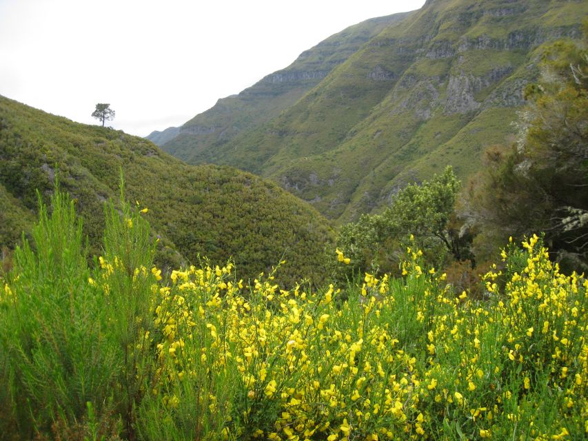 Madeira: Guided Full-Day Rabaçal Walk - From Paúl da Serra down to Rabaçal