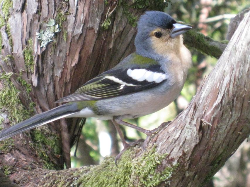 Madeira: Guided Full-Day Rabaçal Walk - Walking through Madeira’s Laurissilva Forest