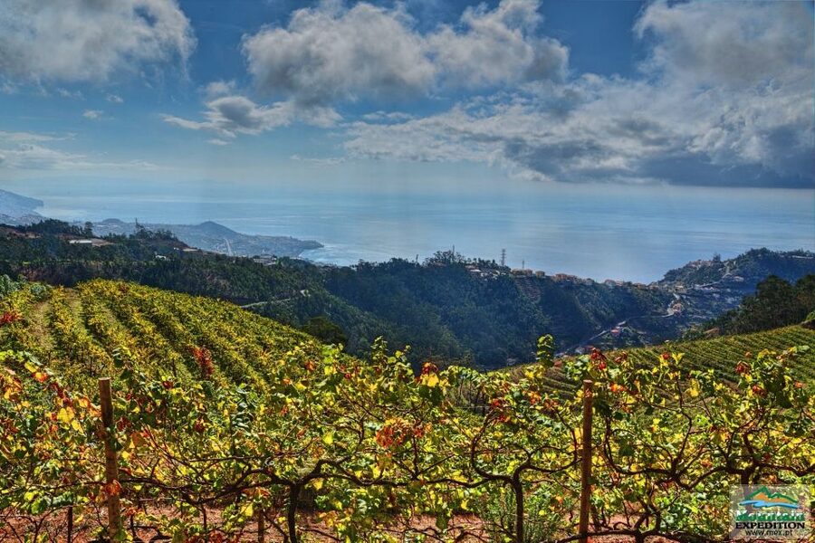 Madeira: Half-Day Nun's Valley and Sea Cliff Tour - The guides are a major part of the value
