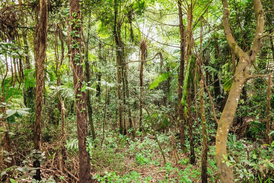 Madeira: Half-Day Pico Arieiro Jeep Tour - What the $45 price really covers