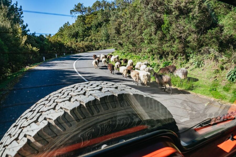 Madeira: Half-Day Pico Arieiro Jeep Tour - Pickup, comfort, and practical planning