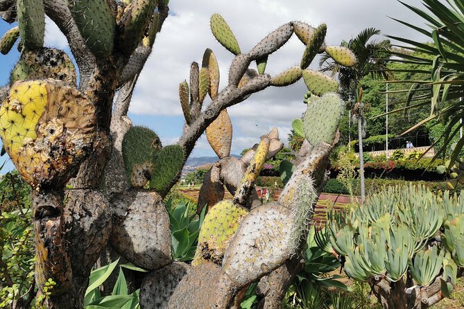 Madeira Highlights: Toboggan, Garden & Cable Car (All-Inclusive) - What the private service really adds
