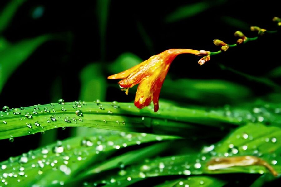 Madeira Island: Caldeirão Verde Levada Walk - Who should book this walk