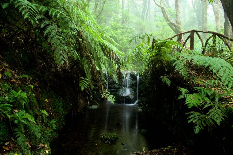 Madeira Island: Caldeirão Verde Levada Walk - The guide makes a real difference
