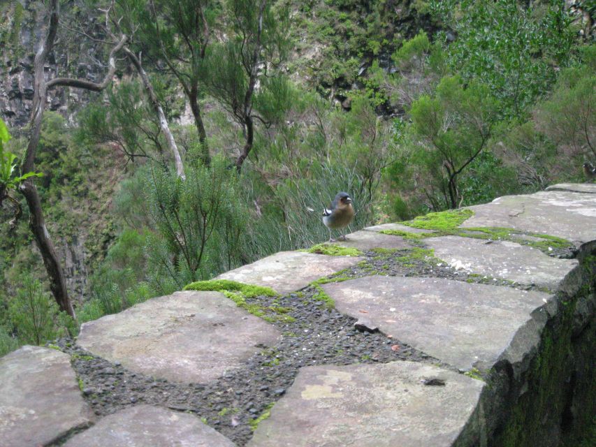 Madeira: Mountain Walk with Lagoon and Waterfalls - Timing, crowds, and the long ride home