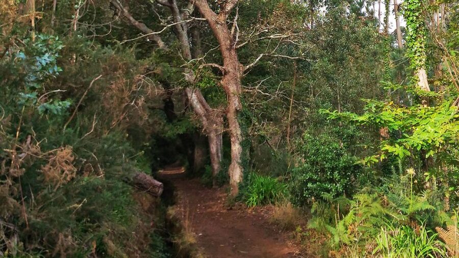 Madeira: Paradise Valley Levada Walk - What to bring and what to wear