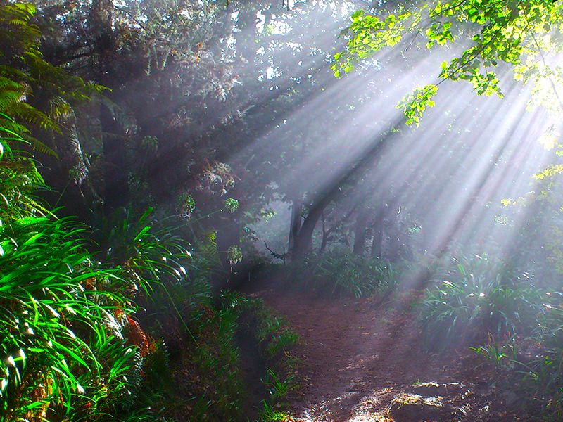 Madeira: Paradise Valley Levada Walk - Why Paradise Valley makes a good first Madeira walk