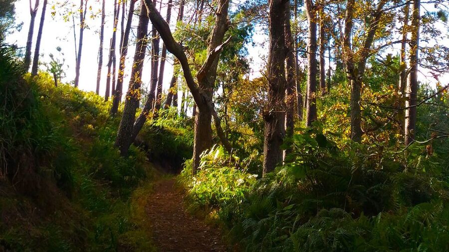 Madeira: Paradise Valley Levada Walk - Forest, gardens, and Madeira’s working countryside
