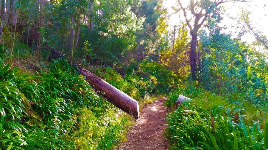 Madeira: Paradise Valley Levada Walk - The Camacha view and the Rochão finish