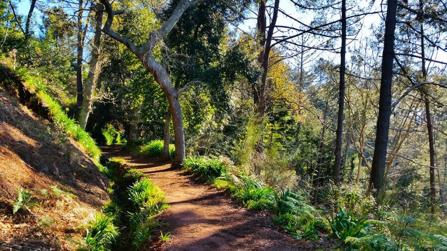 Madeira: Paradise Valley Levada Walk - The guide and group experience
