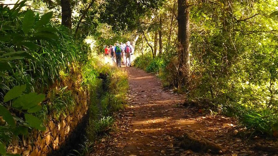 Madeira: Paradise Valley Levada Walk - From Funchal to Vale do Paraíso