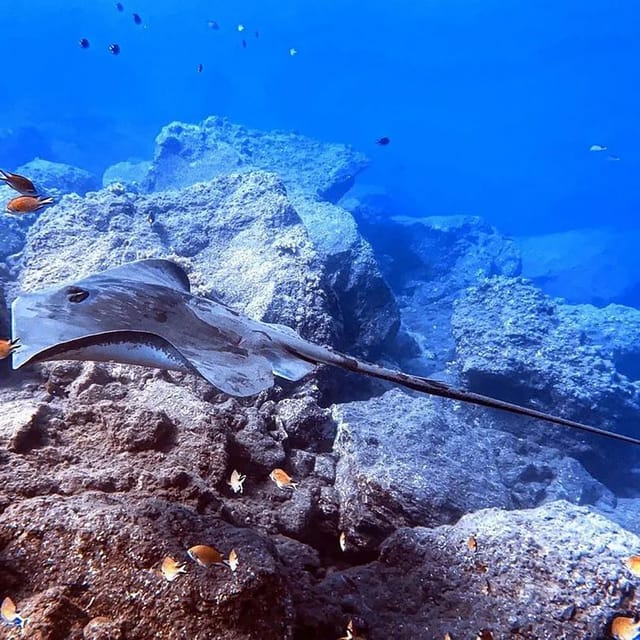 Madeira, Ponta São Lourenço: Scuba Diving for Beginners - Price and what you receive for $53