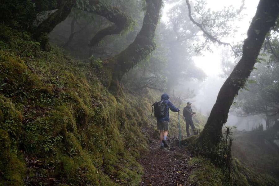 Madeira: PR 9 - Levada do Caldeirão Verde Hike Transfer - Pickup From Funchal to Pico das Pedras