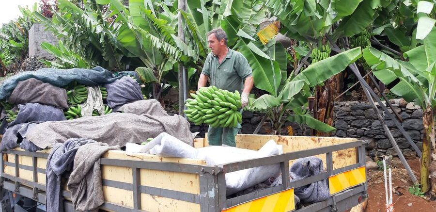 Madeira: Private Banana Farm Tour with Pickup - Key points to know before booking