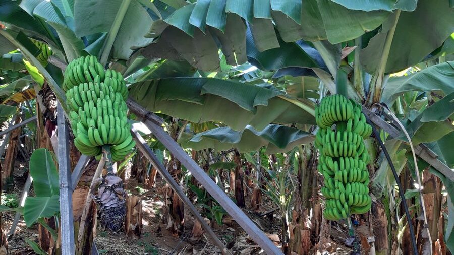 Madeira: Private Banana Farm Tour with Pickup - Why Madeira’s small bananas are worth a closer look