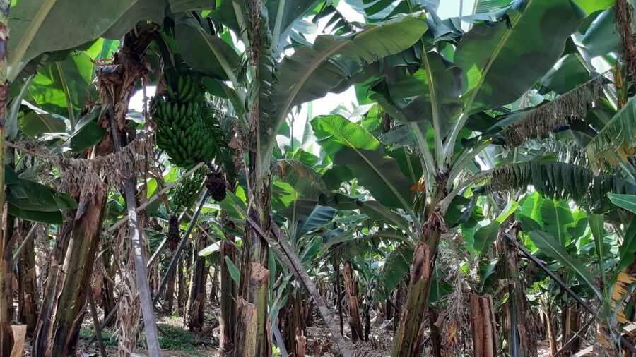 Madeira: Private Banana Farm Tour with Pickup - The RG3 viewpoint adds a wider view of Funchal