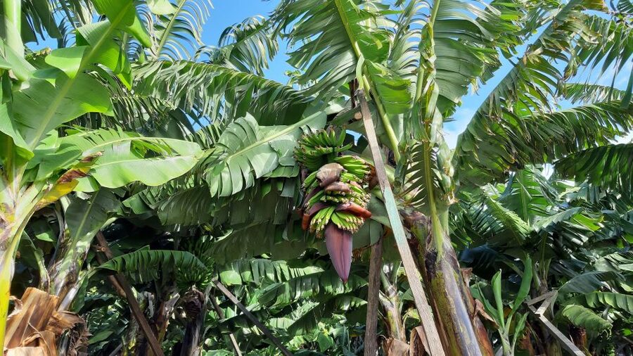 Madeira: Private Banana Farm Tour with Pickup - A private tour with room for questions