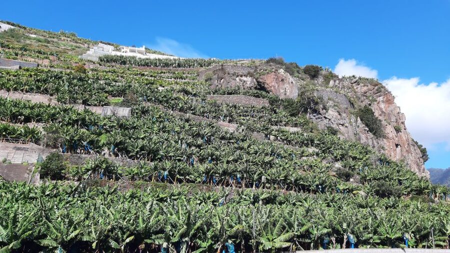 Madeira: Private Banana Farm Tour with Pickup - Who will enjoy this Madeira outing most