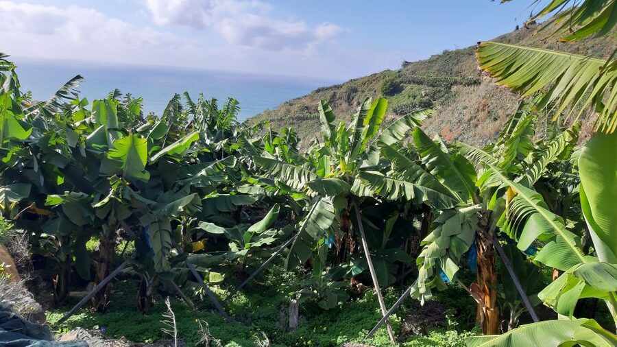 Madeira: Private Banana Farm Tour with Pickup - Is $212 good value for your group?