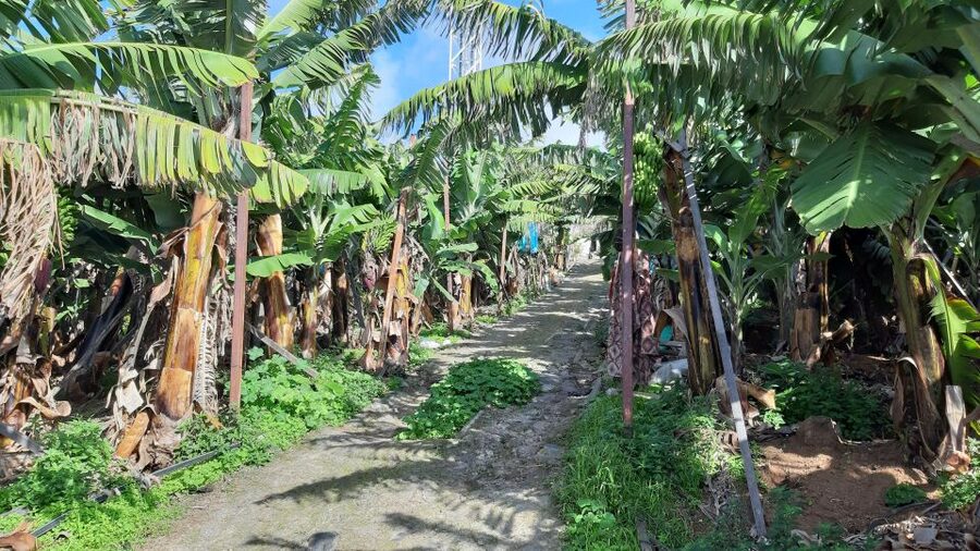 Madeira: Private Banana Farm Tour with Pickup - Should you book the banana farm tour?