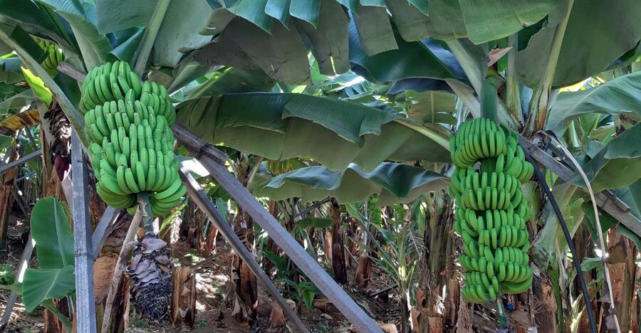 Madeira: Private Banana Farm Tour with Pickup - What you see at the Funchal banana farm