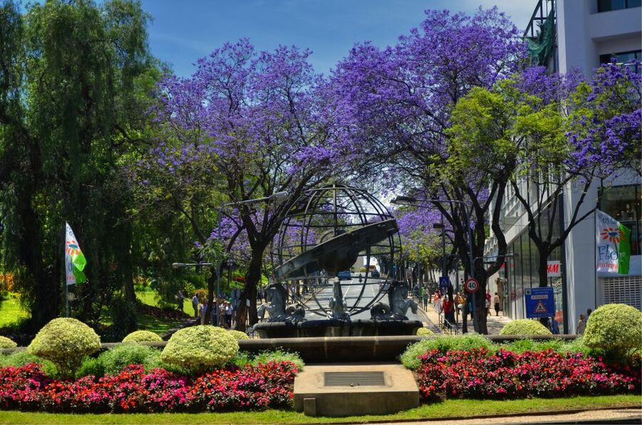 Madeira: Private Funchal City Tour in a Tukxi - Mercado dos Lavradores and the city center