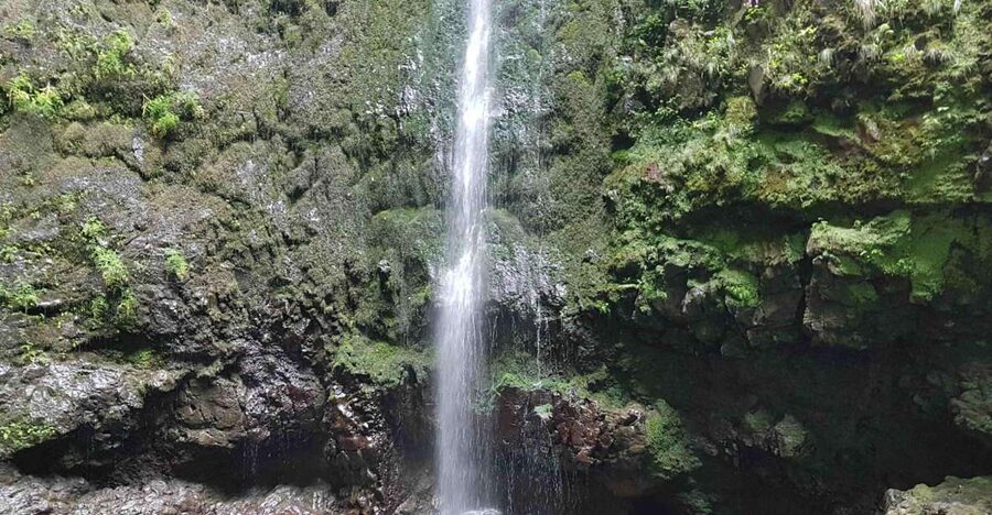 Madeira: Private Guided Levada Caldeirão Verde Walk PR9 - Starting at Queimadas House in the mountain forest