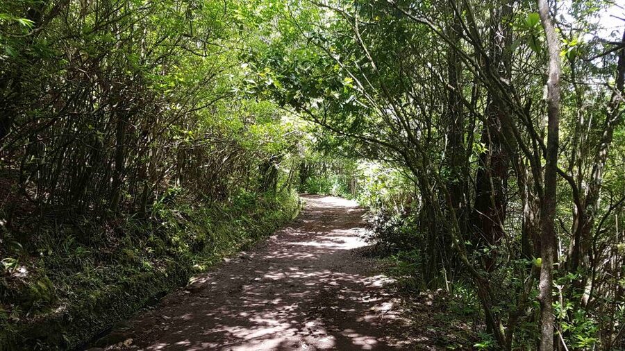 Madeira: Private Guided Levada Caldeirão Verde Walk PR9 - Should you book this Madeira levada walk?