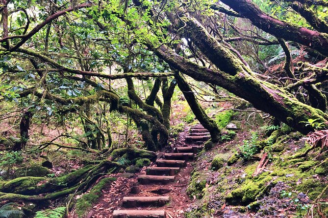 Madeira: Private Guided Walk Vereda Fanal PR13 - What the PR13 Fanal walk is really like