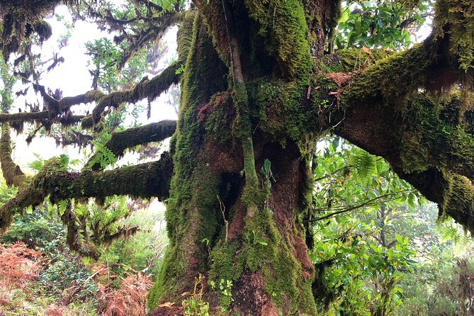 Madeira: Private Guided Walk Vereda Fanal PR13 - Forest sections, open paths, and Ribeira da Janela
