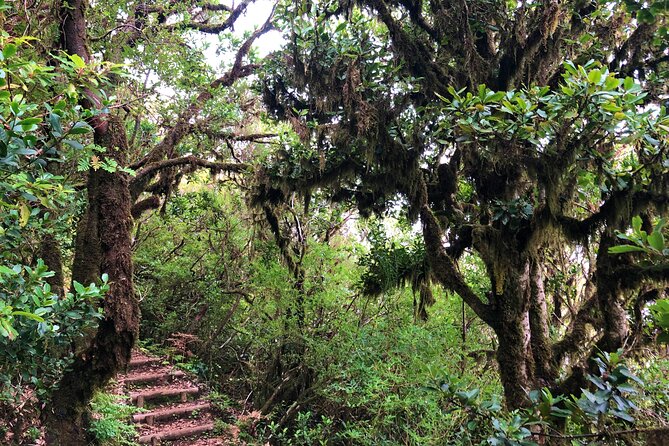 Madeira: Private Guided Walk Vereda Fanal PR13 - How hard is the walk?
