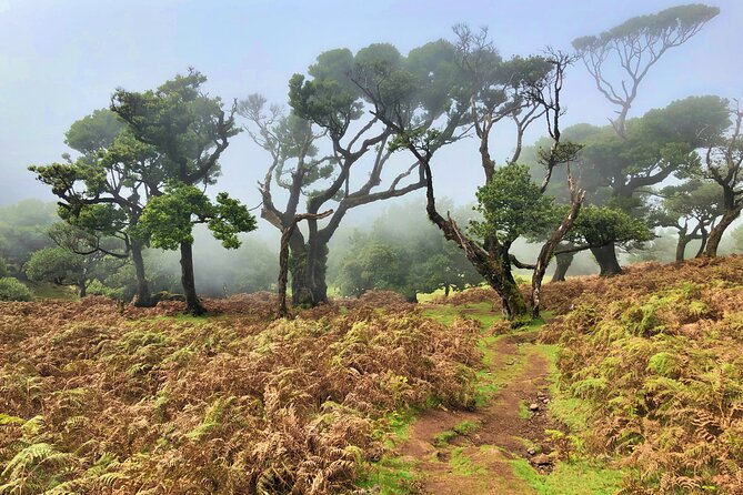 Madeira: Private Guided Walk Vereda Fanal PR13 - Why the private format can be worth the price