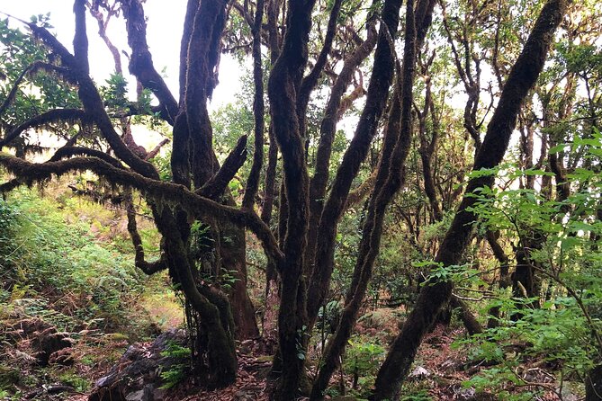 Madeira: Private Guided Walk Vereda Fanal PR13 - The guide makes the difference