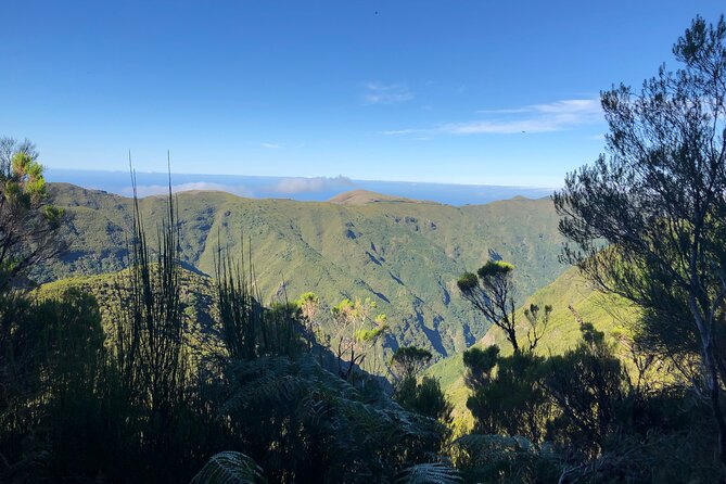 Madeira: Private Guided Walk Vereda Fanal PR13 - From Funchal pickup to Paul da Serra