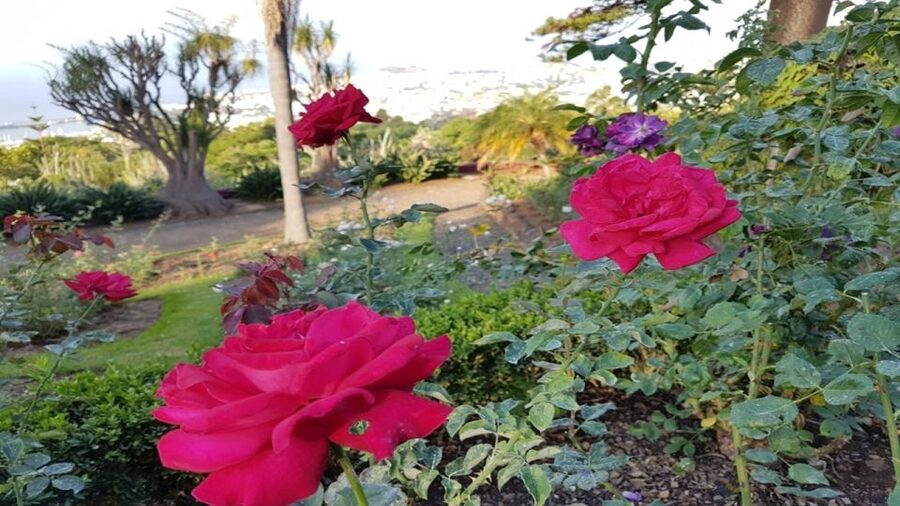 Madeira: Private Half-Day Guided Gardens Tour - Madeira’s Botanical Garden and its 2,500 species