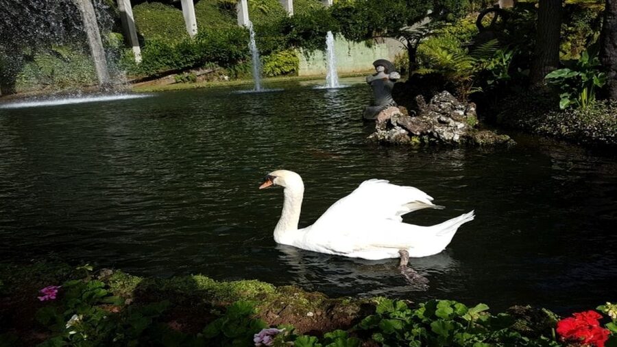 Madeira: Private Half-Day Guided Gardens Tour - Monte Palace Tropical Garden: the main event