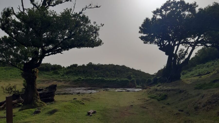 Madeira: Private Tour of Fanal Forest - Key points to know before booking