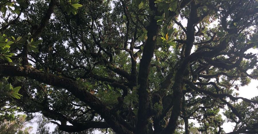 Madeira: Private Tour of Fanal Forest - Booking flexibility and final practical details