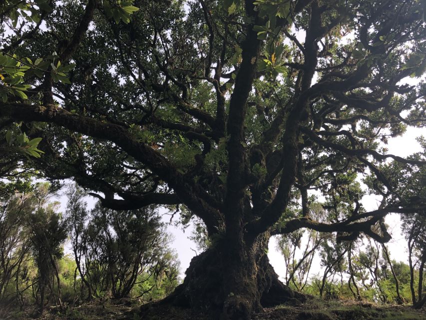 Madeira: Private Tour of Fanal Forest - Reaching Fanal from Madeira’s south coast