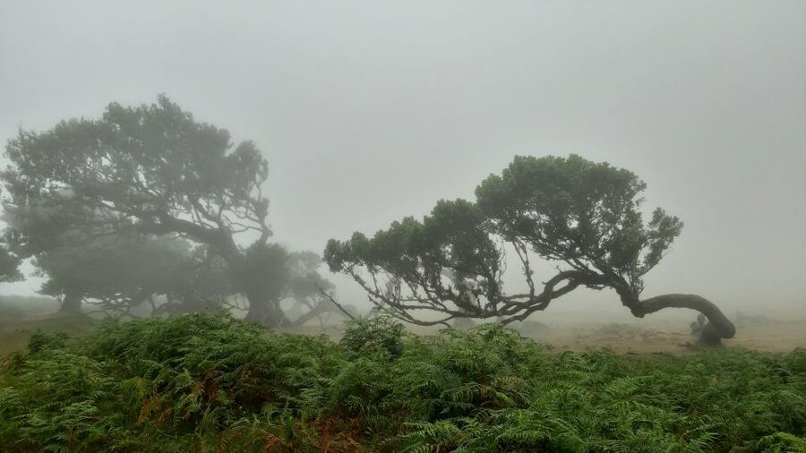 Madeira: Private Tour of Fanal Forest - Why the Laurisilva forest matters