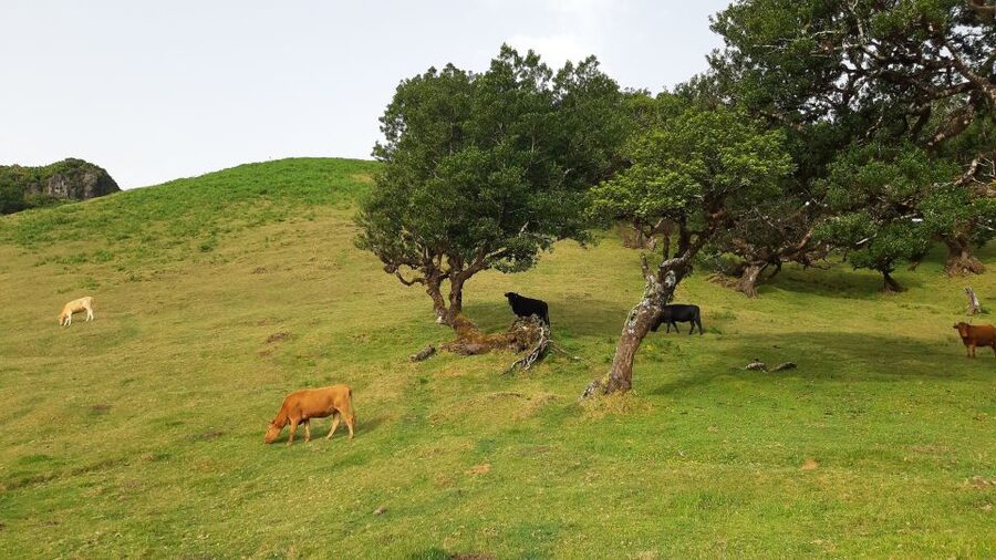 Madeira: Private Tour of Fanal Forest - The plateau path and changing weather