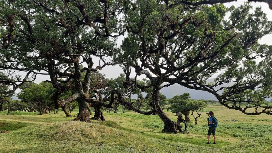 Madeira: Private Tour of Fanal Forest - A private tour with a practical pace