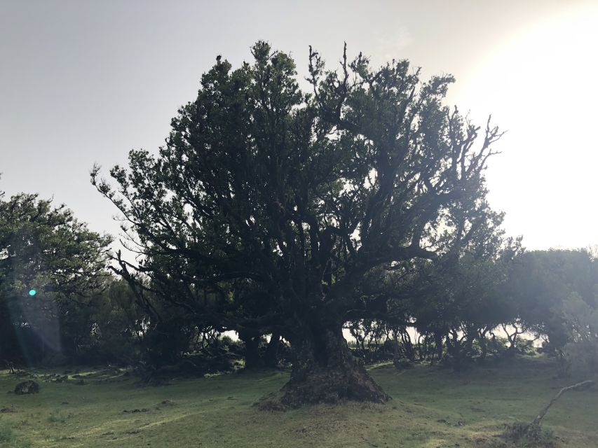 Madeira: Private Tour of Fanal Forest - What the guide adds to the visit