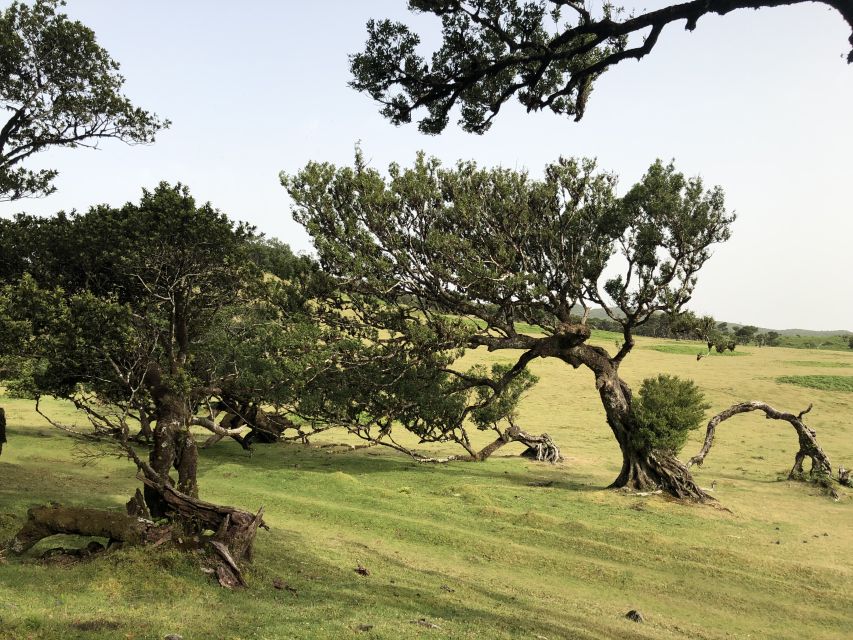 Madeira: Private Tour of Fanal Forest - What to bring for Fanal Forest