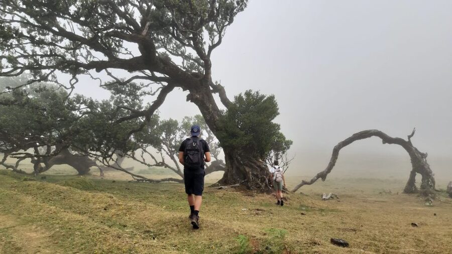 Madeira: Private Tour of Fanal Forest - Who will enjoy this four-hour outing