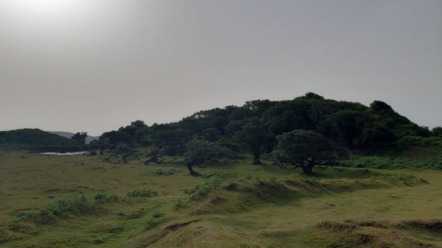 Madeira: Private Tour of Fanal Forest - Walking beneath the old Tis trees