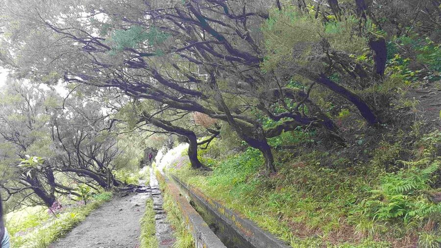 Madeira: Private Walking Tour of Levada das 25 Fontes PR6 - Is $117 per person a fair price?